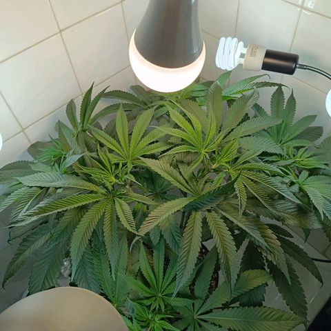 Doida growlog timeline photo