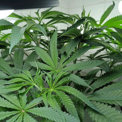 Doida growlog timeline photo