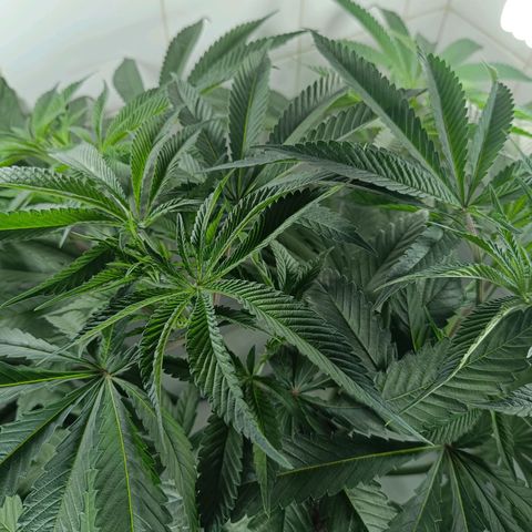 Doida growlog timeline photo