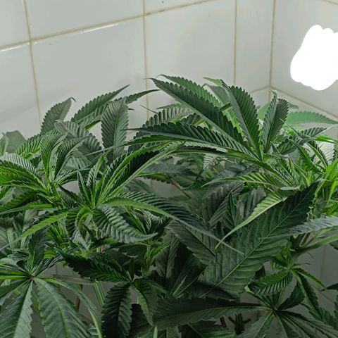 Doida growlog timeline photo