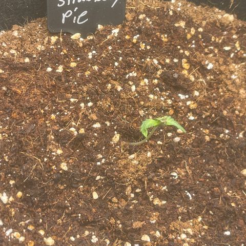 Strawberry Pie growlog timeline photo