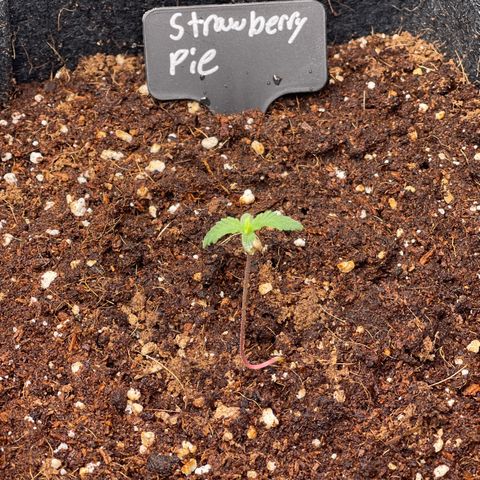 Strawberry Pie growlog timeline photo