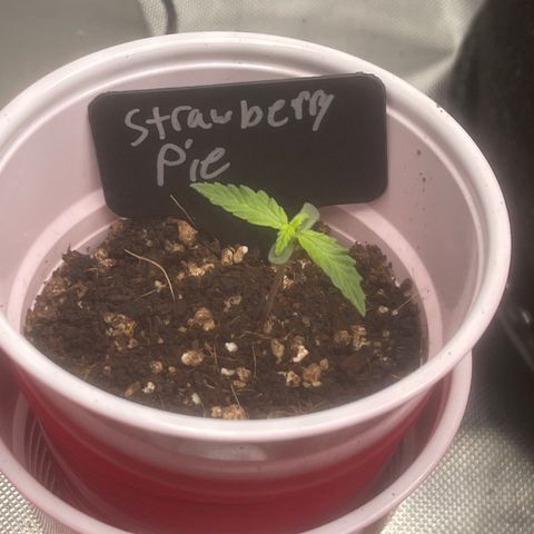 Strawberry Pie growlog timeline photo