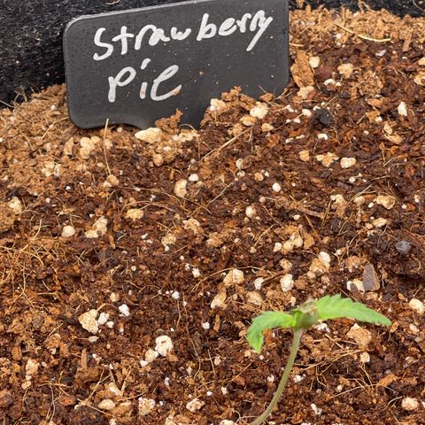 Strawberry Pie growlog timeline photo