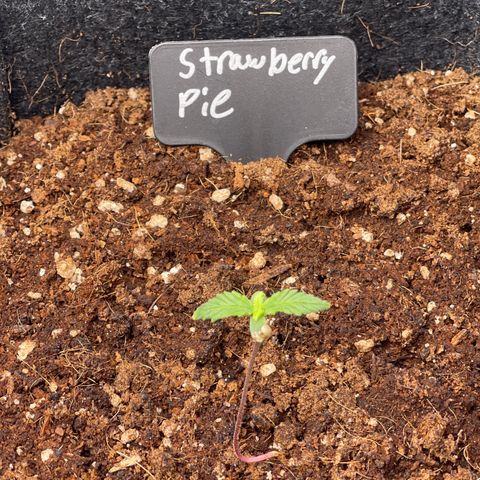 Strawberry Pie growlog timeline photo