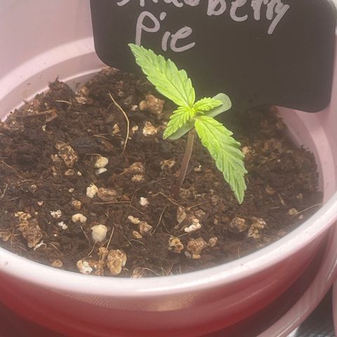 Strawberry Pie growlog timeline photo