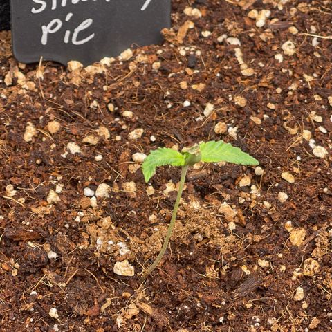 Strawberry Pie growlog timeline photo