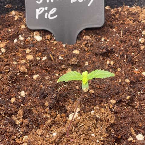 Strawberry Pie growlog timeline photo