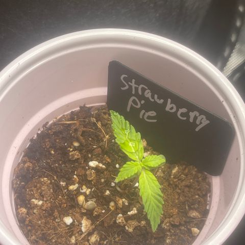 Strawberry Pie growlog timeline photo