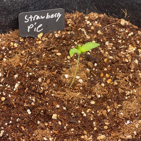 Strawberry Pie growlog timeline photo