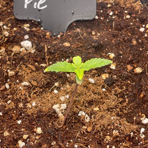 Strawberry Pie growlog timeline photo