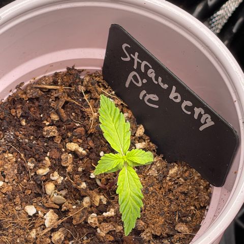 Strawberry Pie growlog timeline photo