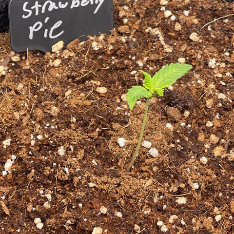 Strawberry Pie growlog timeline photo