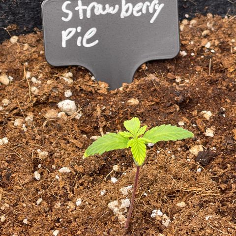 Strawberry Pie growlog timeline photo