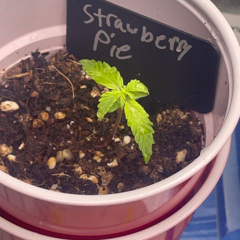 Strawberry Pie growlog timeline photo