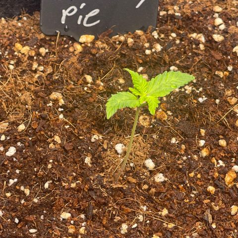 Strawberry Pie growlog timeline photo