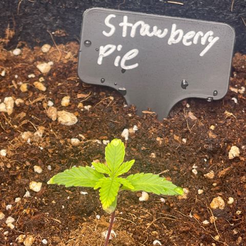Strawberry Pie growlog timeline photo