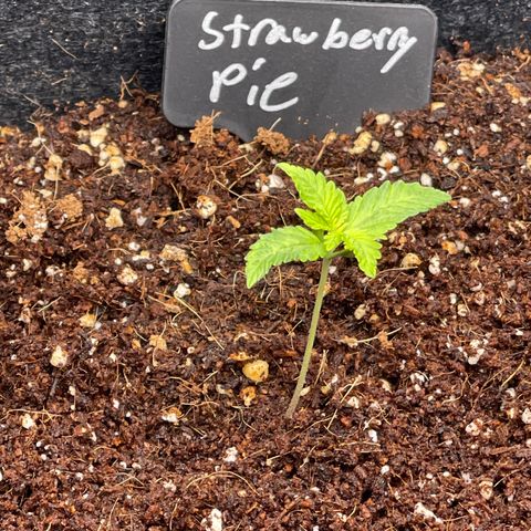 Strawberry Pie growlog timeline photo