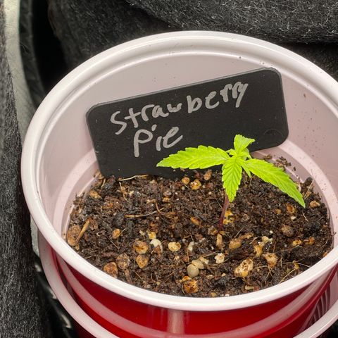 Strawberry Pie growlog timeline photo