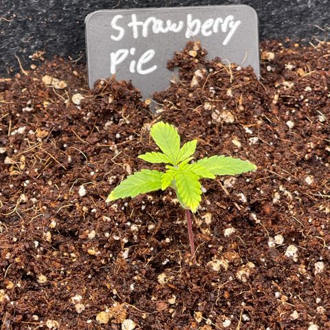 Strawberry Pie growlog timeline photo