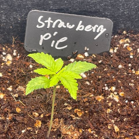 Strawberry Pie growlog timeline photo