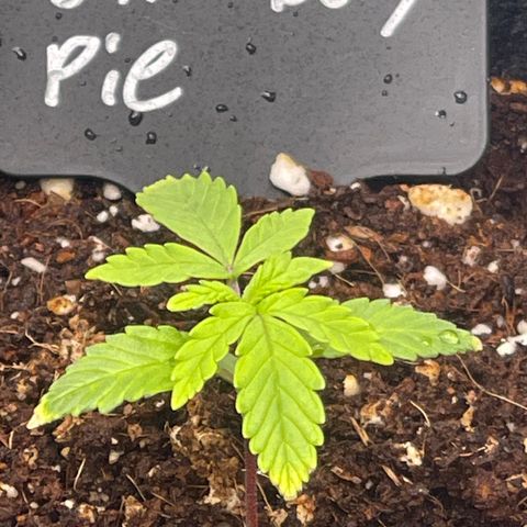 Strawberry Pie growlog timeline photo
