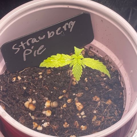 Strawberry Pie growlog timeline photo