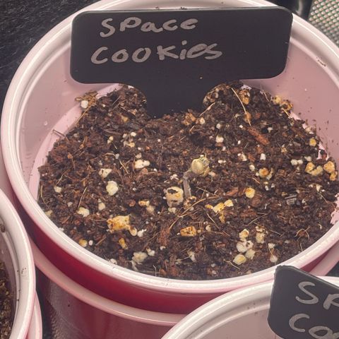 Space Cookies growlog timeline photo