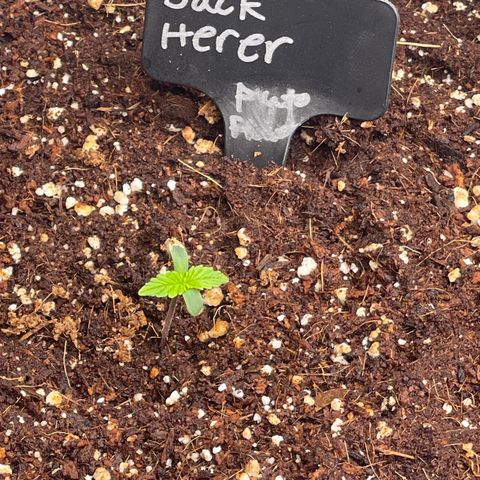 Jack Herer Auto growlog timeline photo