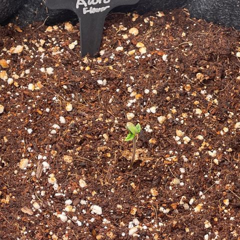 Jack Herer Auto growlog timeline photo