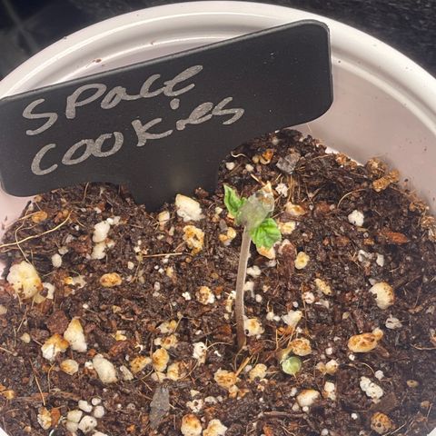 Space Cookies growlog timeline photo