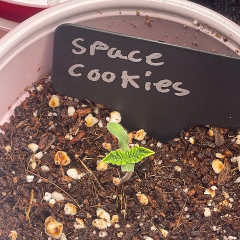 Space Cookies growlog timeline photo