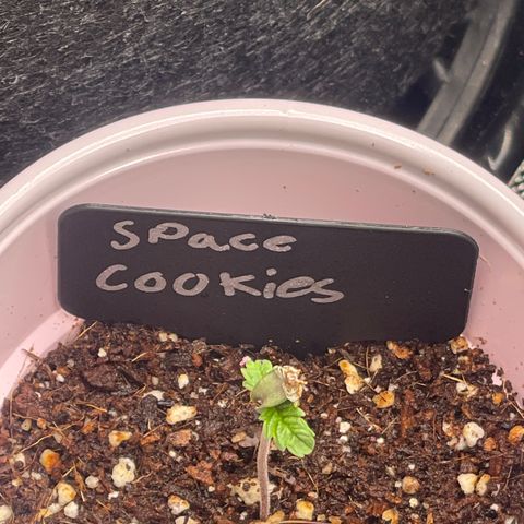 Space Cookies growlog timeline photo