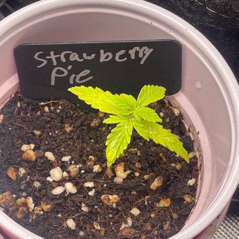 Strawberry Pie growlog timeline photo