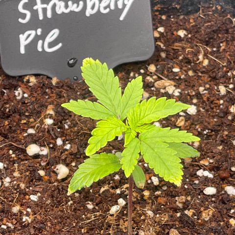 Strawberry Pie growlog timeline photo