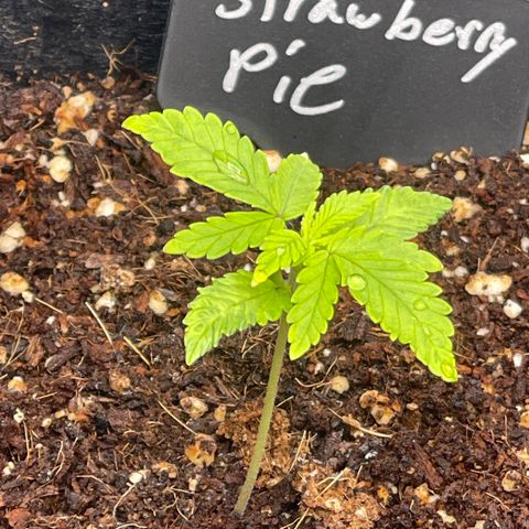 Strawberry Pie growlog timeline photo