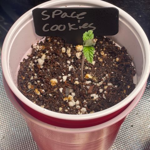 Space Cookies growlog timeline photo
