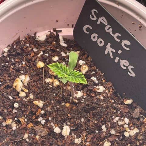 Space Cookies growlog timeline photo
