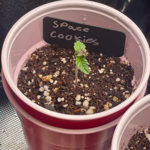 Space Cookies growlog timeline photo