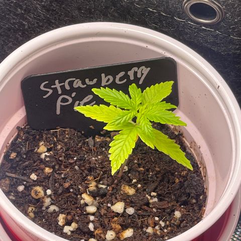 Strawberry Pie growlog timeline photo