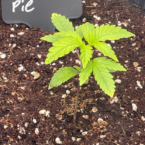 Strawberry Pie growlog timeline photo