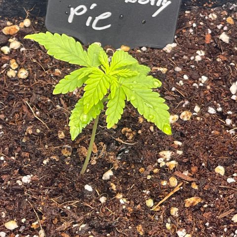 Strawberry Pie growlog timeline photo