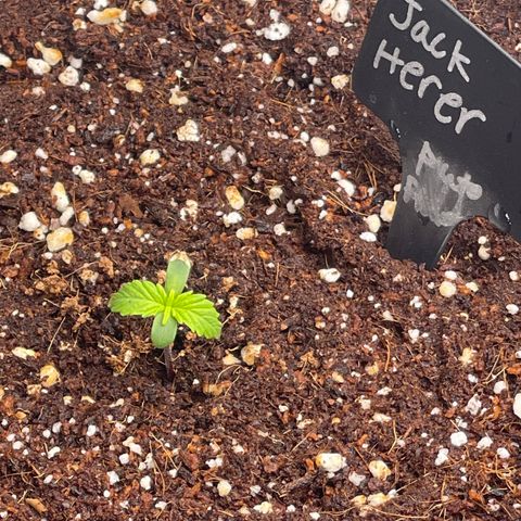 Jack Herer Auto growlog timeline photo