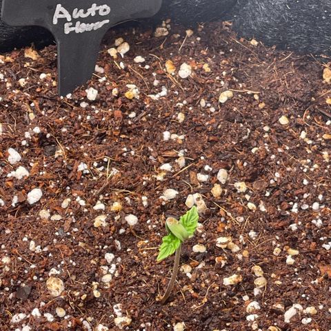 Jack Herer Auto growlog timeline photo