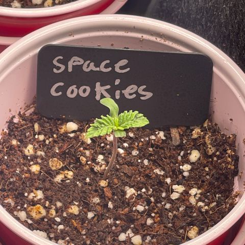 Space Cookies growlog timeline photo