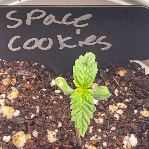 Space Cookies growlog timeline photo