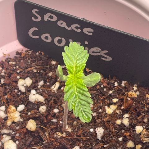 Space Cookies growlog timeline photo