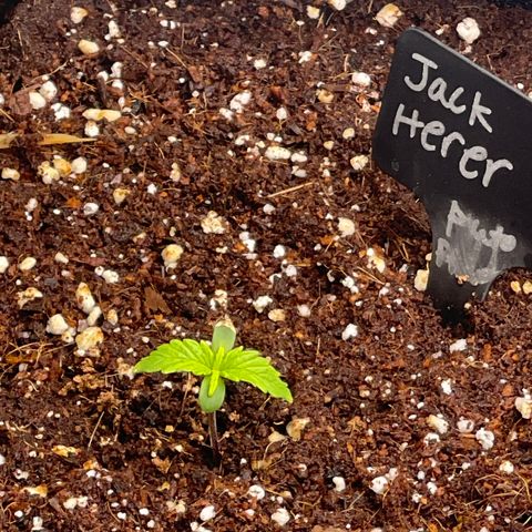 Jack Herer Auto growlog timeline photo