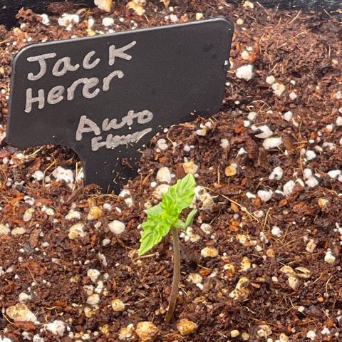 Jack Herer Auto growlog timeline photo