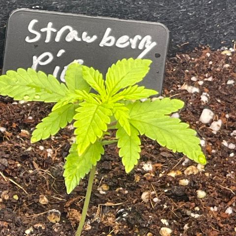 Strawberry Pie growlog timeline photo